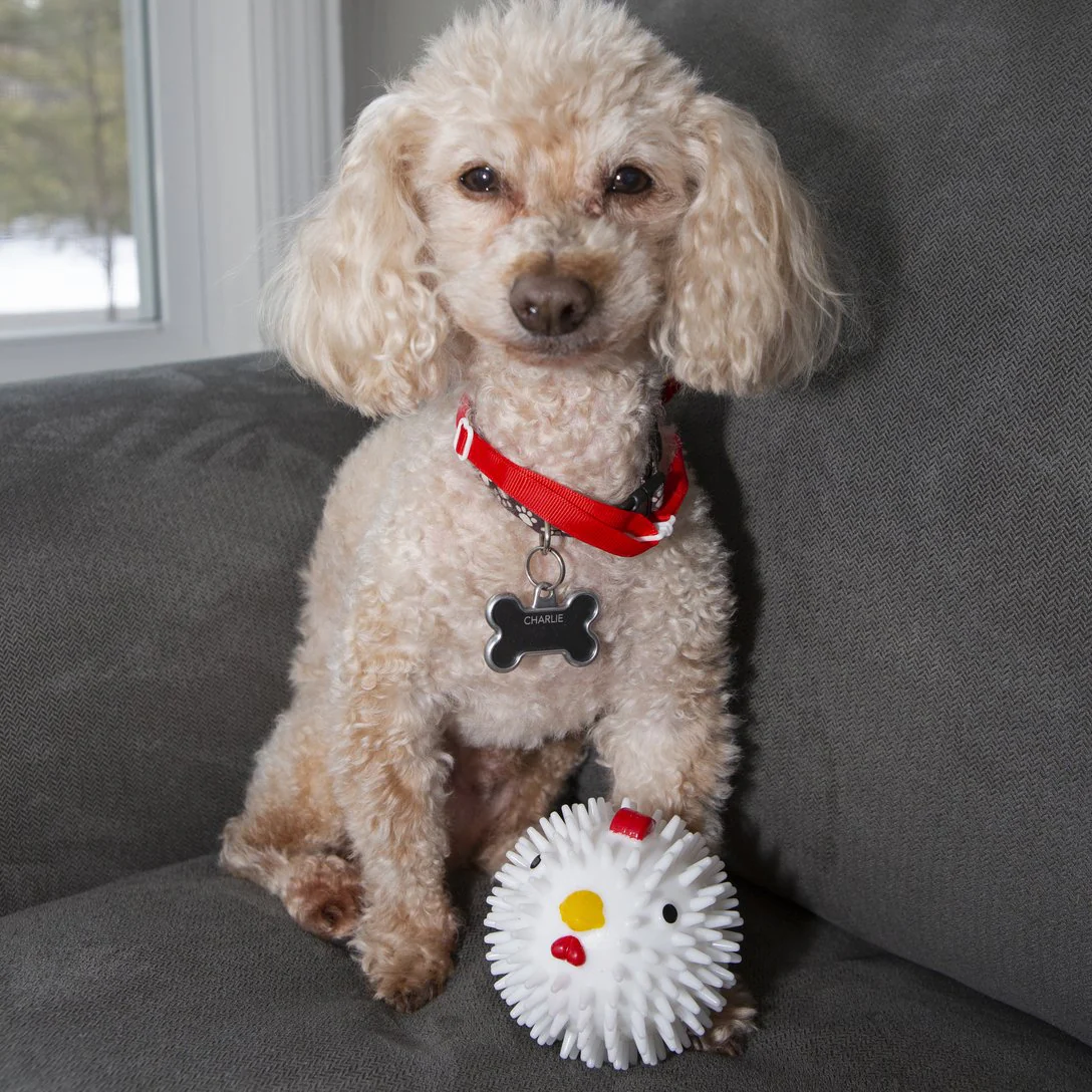 Kikkerland Chicken Ball Dog Toy - Image 3