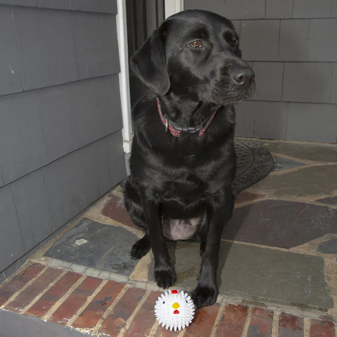 Kikkerland Chicken Ball Dog Toy - Image 4