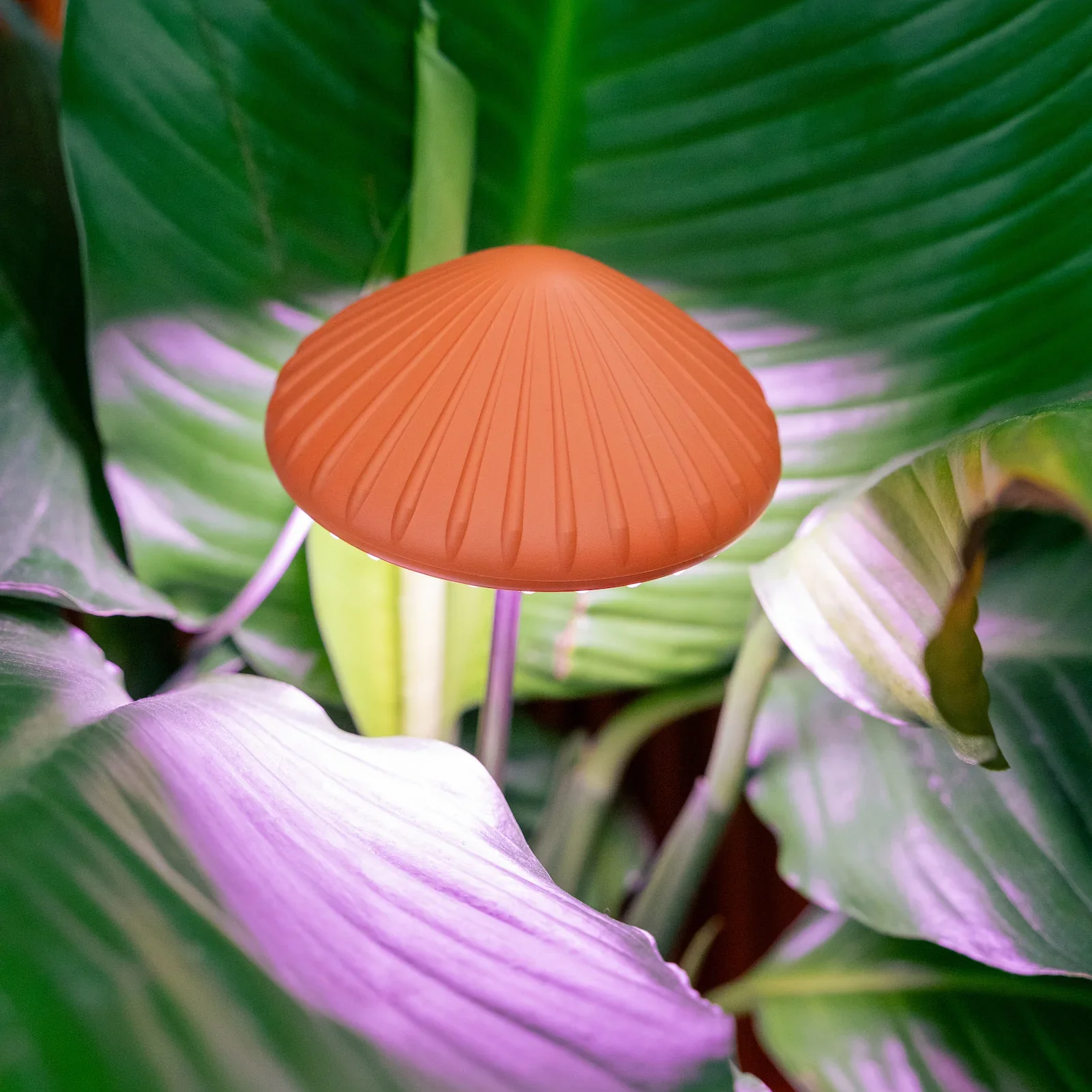 Kikkerland Mushroom Grow Plant Light - Image 3