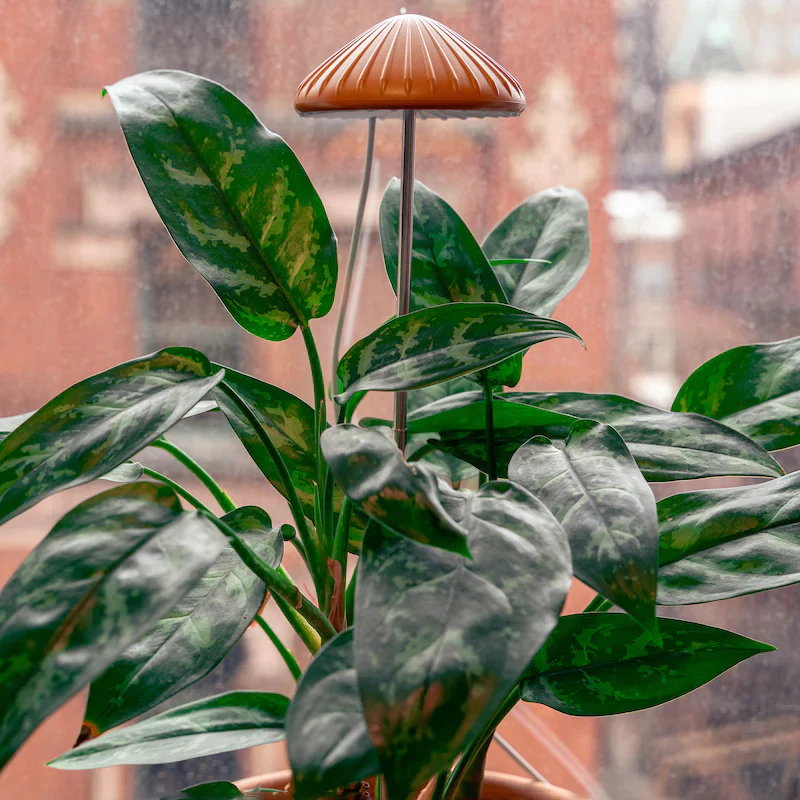 Kikkerland Mushroom Grow Plant Light - Image 4