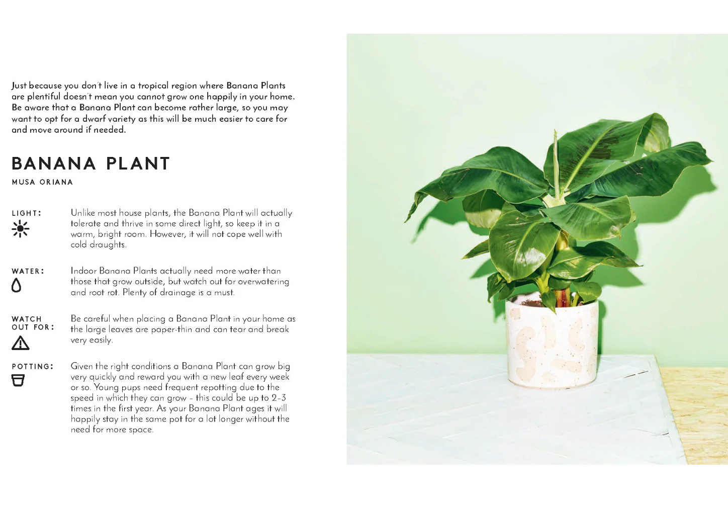Little Book of House Plants and Other Greenery - Image 3