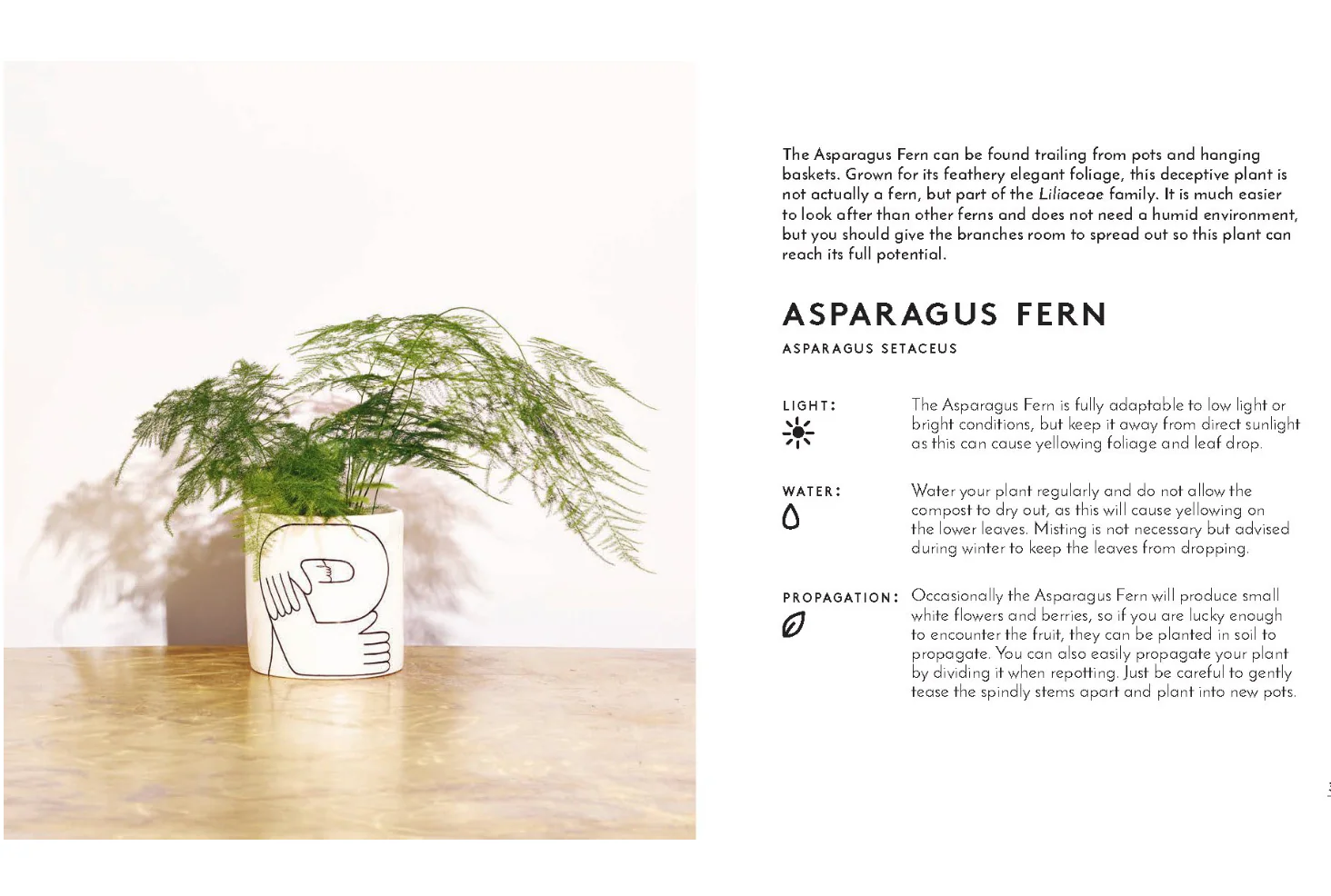 Little Book of House Plants and Other Greenery - Image 4