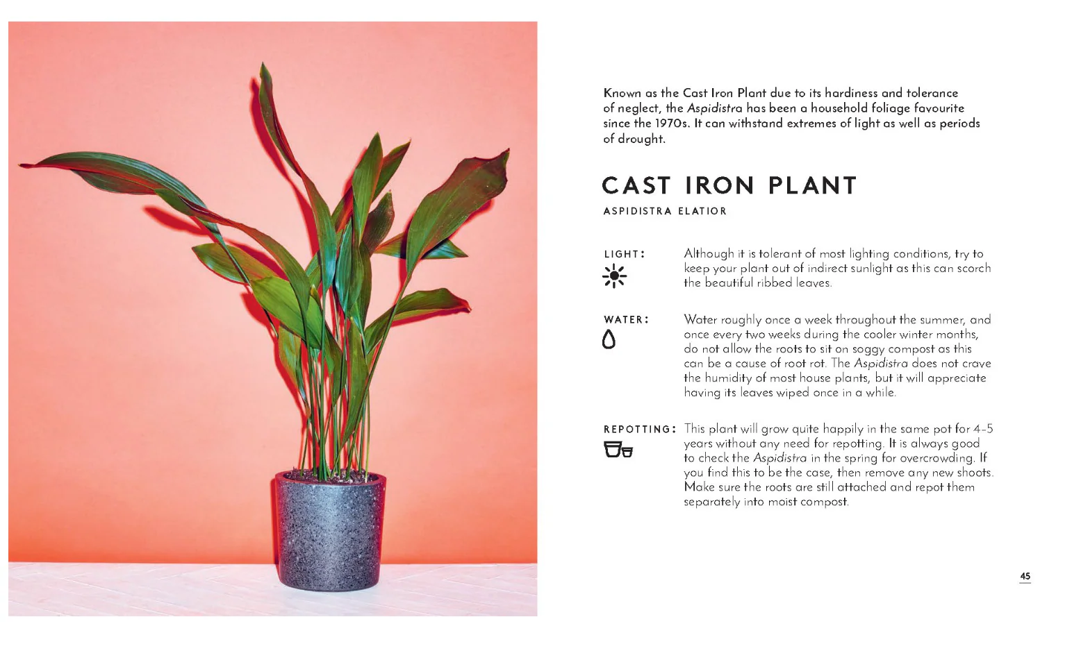 Little Book of House Plants and Other Greenery - Image 5