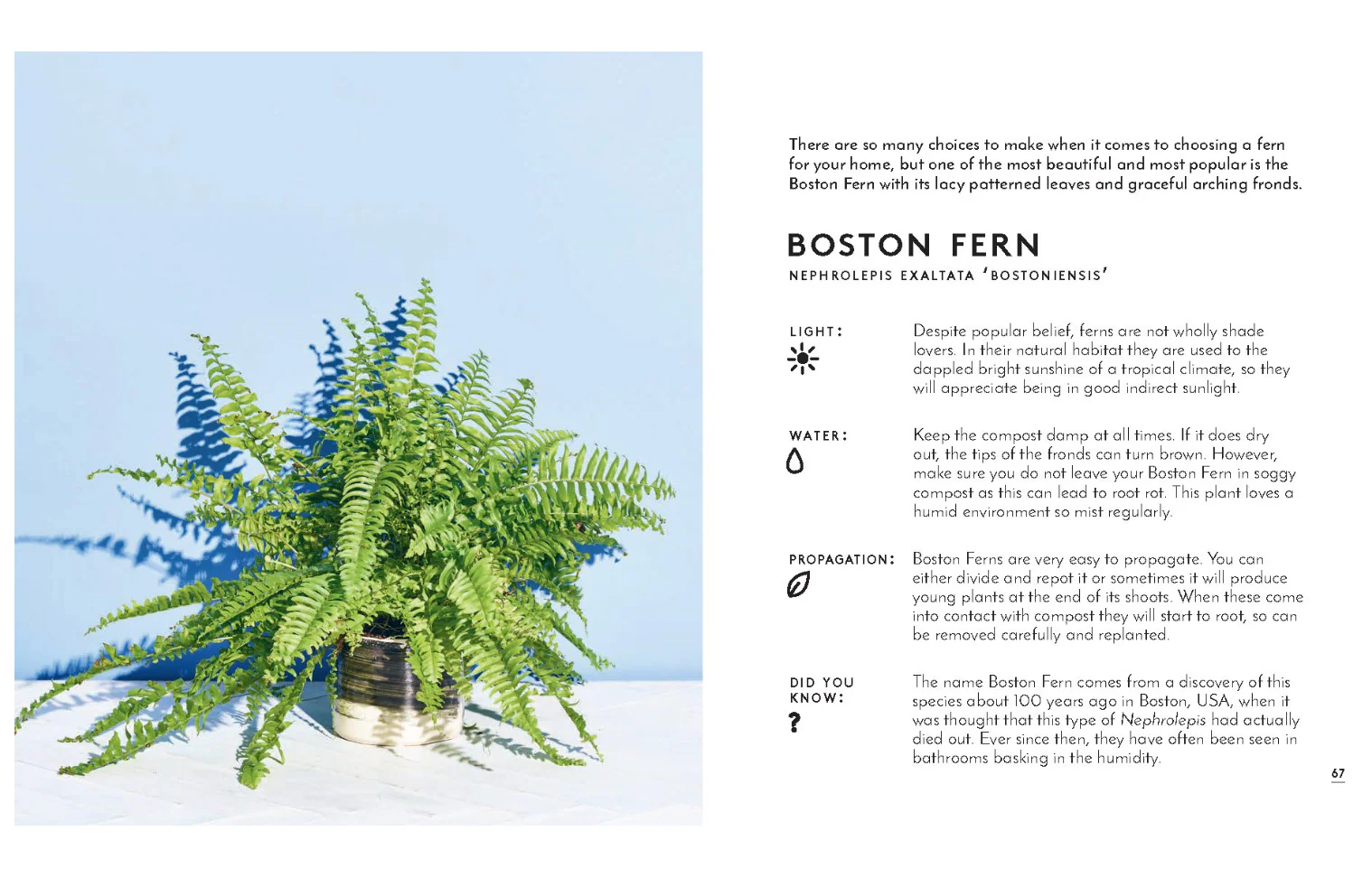 Little Book of House Plants and Other Greenery - Image 6