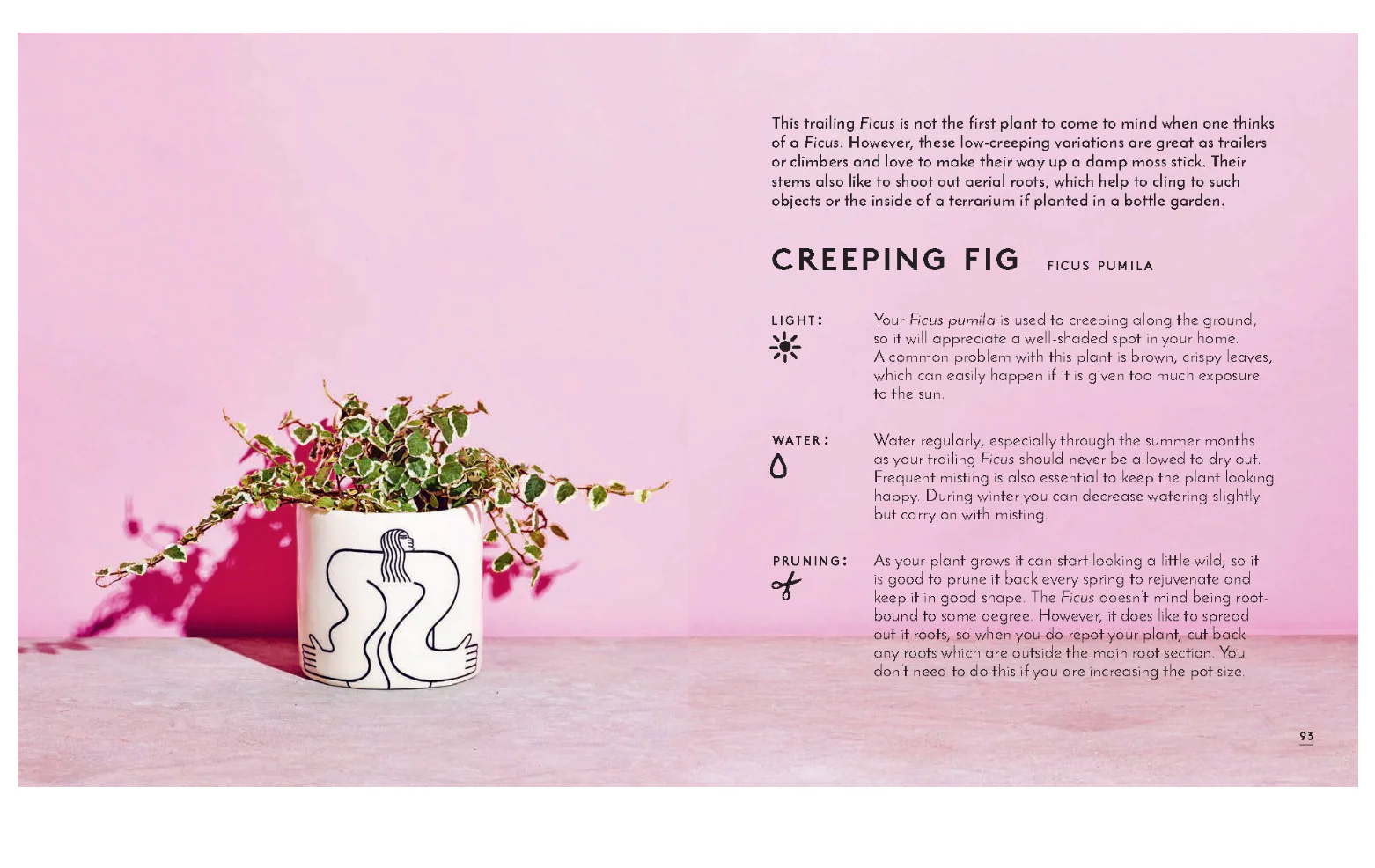 Little Book of House Plants and Other Greenery - Image 7