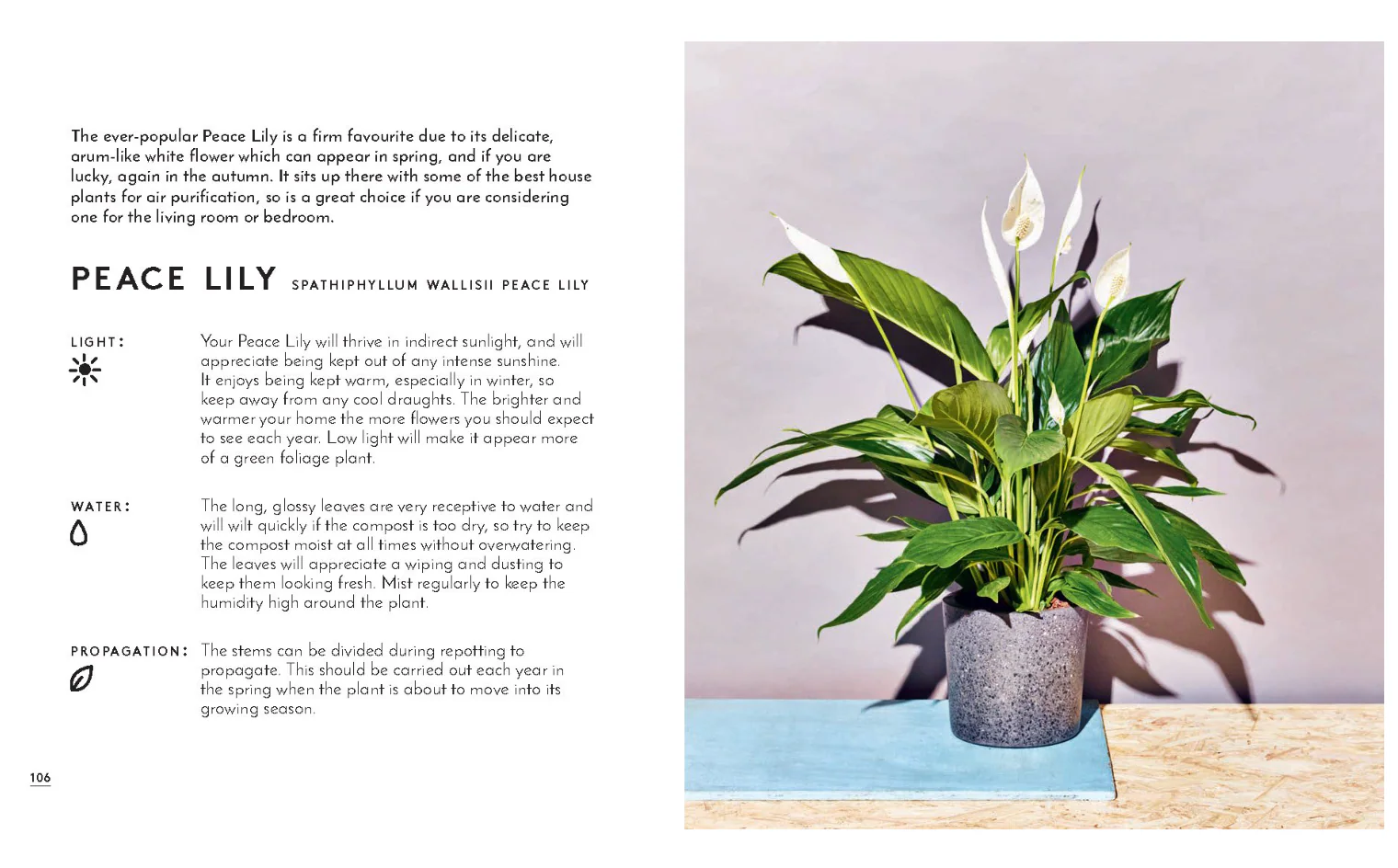 Little Book of House Plants and Other Greenery - Image 8