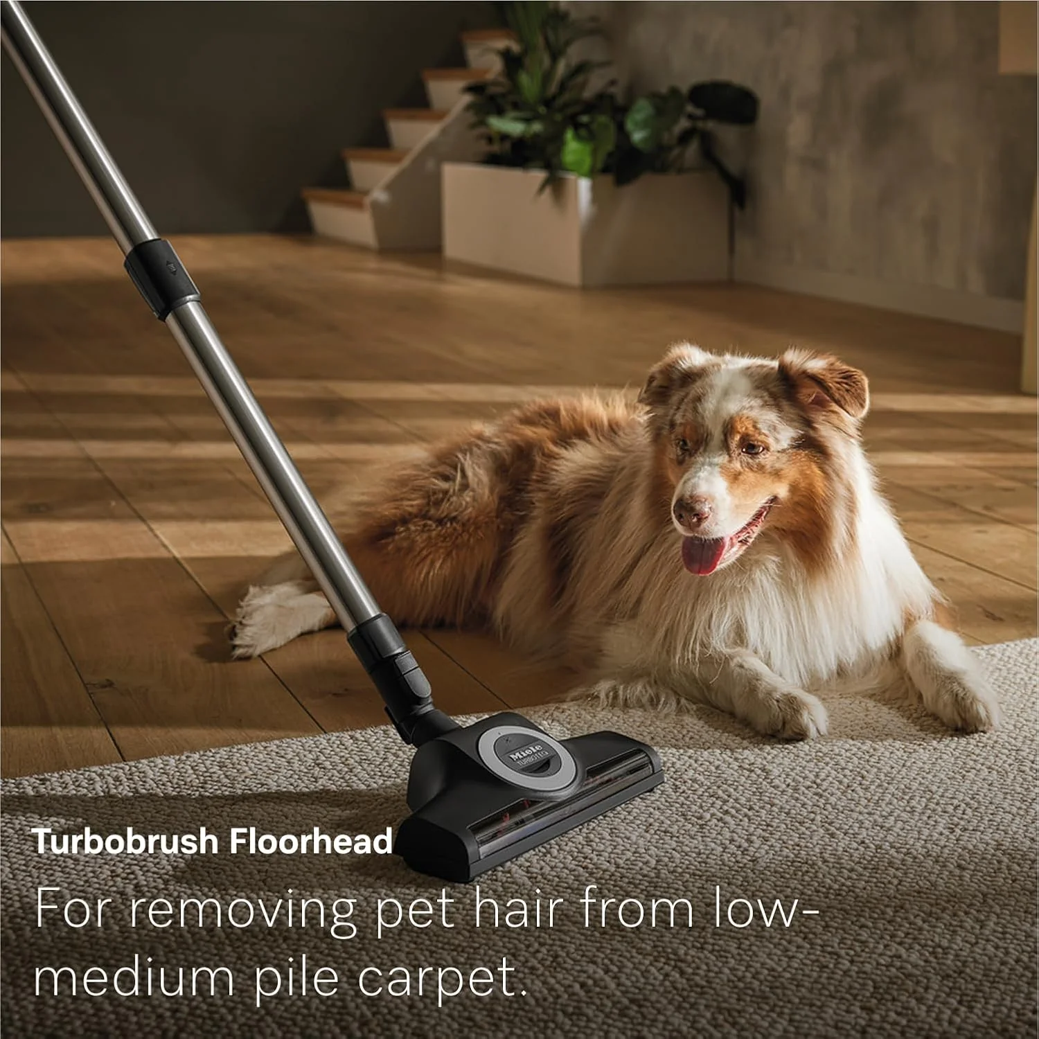 Miele Canister Vacuum Guard L1 Cat & Dog – Obsidian Black - Image 6