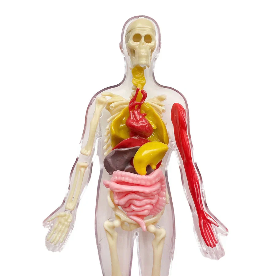 Ooze Labs: Visible Human Body with Squishable Organs Educational Toy - Image 2