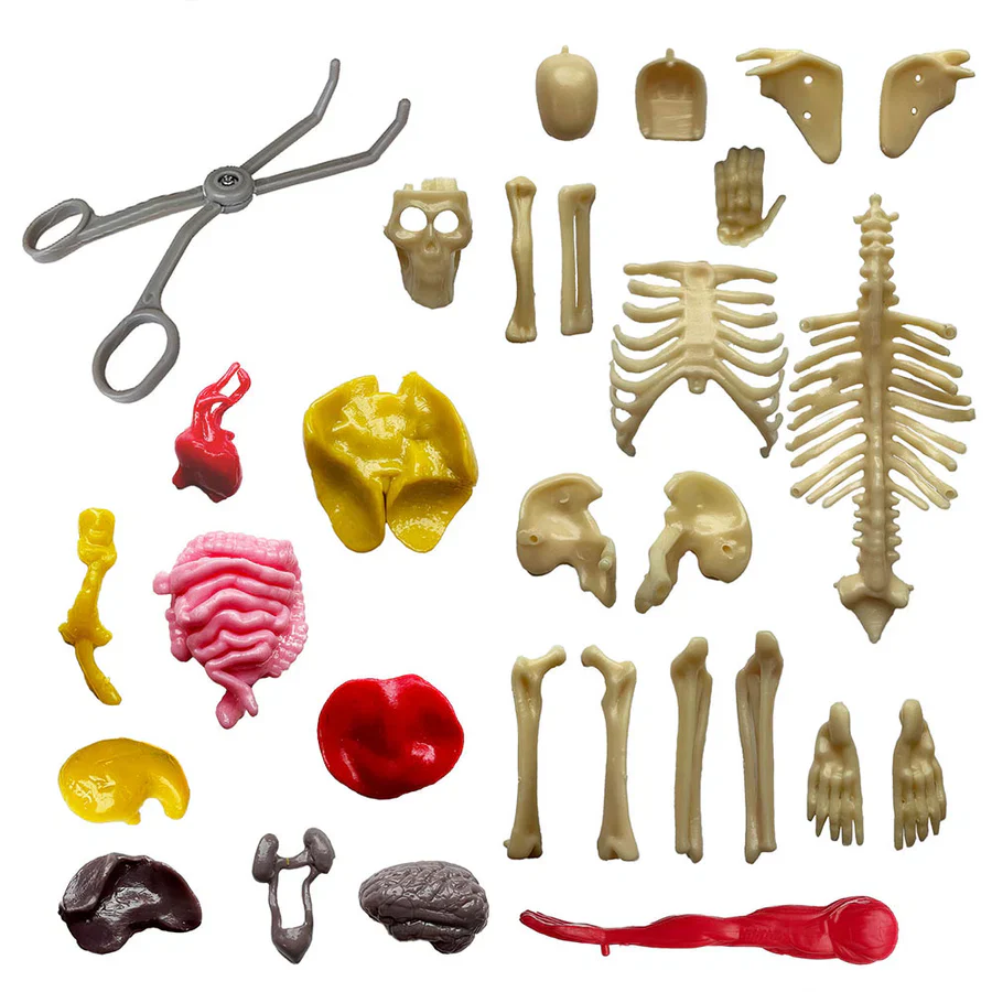 Ooze Labs: Visible Human Body with Squishable Organs Educational Toy - Image 3