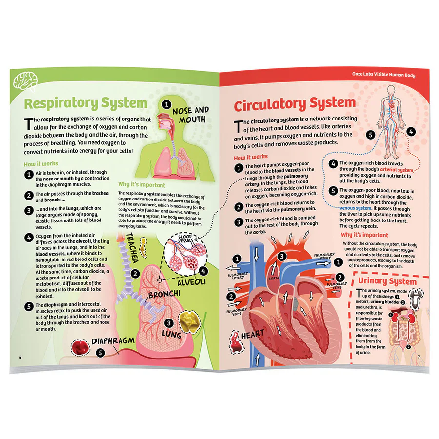 Ooze Labs: Visible Human Body with Squishable Organs Educational Toy - Image 4