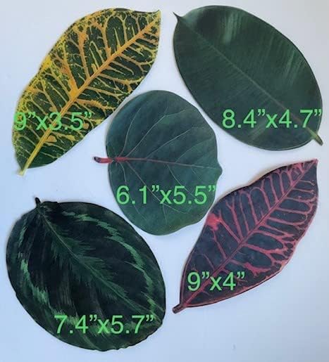 Parchment Cheese Leaves – Tropical Leaves Variety – Pack of 20 - Image 2
