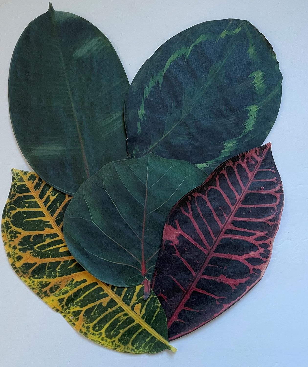 Parchment Cheese Leaves – Tropical Leaves Variety – Pack of 20 - Image 3